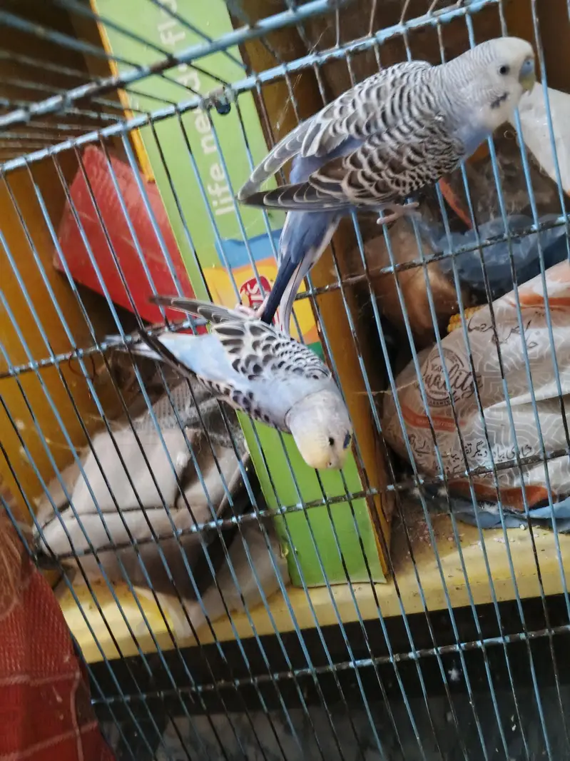 Blue Breeder pair available — photo 2