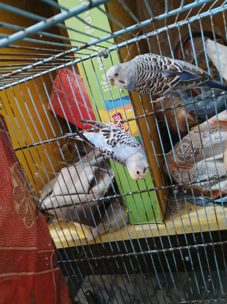 Blue Breeder pair available — photo 3