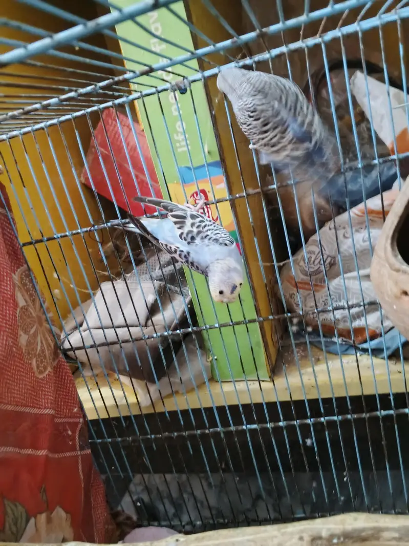 Blue Breeder pair available — photo 4