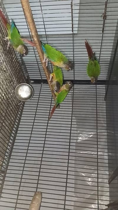 pineapple conure parrots 5 pes available healthy active  parrot