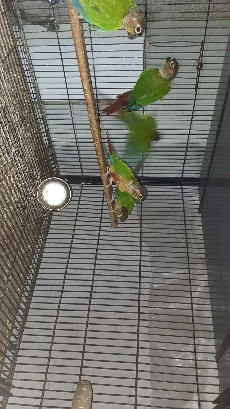 pineapple conure parrots 5 pes available healthy active  parrot — photo 2