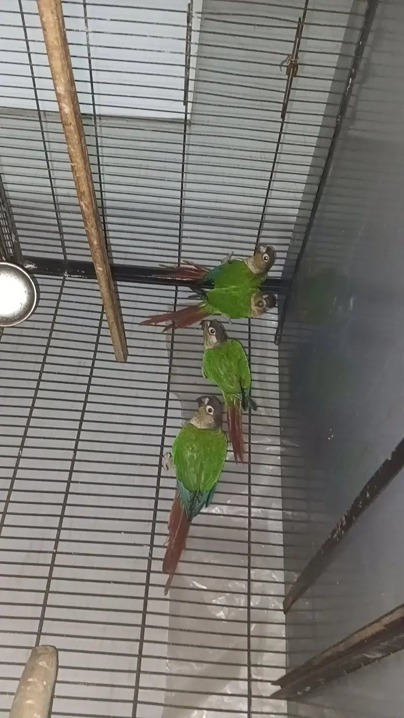 pineapple conure parrots 5 pes available healthy active  parrot — photo 3
