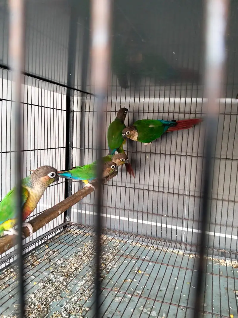 pineapple conure parrots 5 pes available healthy active  parrot — photo 4