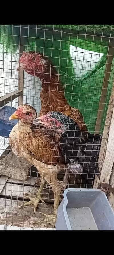 aseel pak and thai cross chouzy ka pair ha or bati mafi sale han