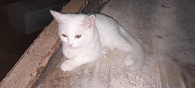 white mix breed cat
