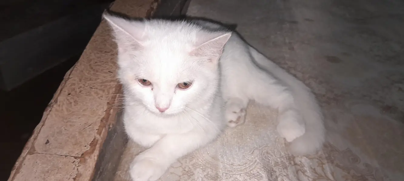 white mix breed cat — photo 2