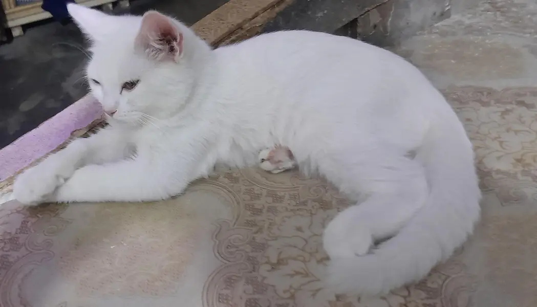 white mix breed cat — photo 3