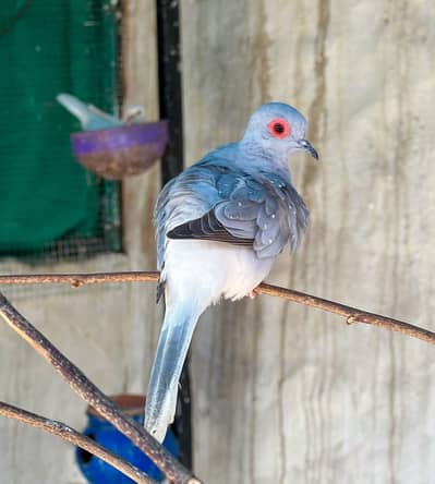 Diamond dove ready to breed 2 pairs