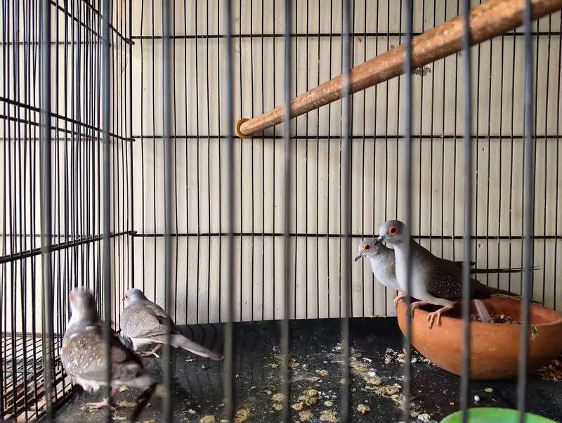 Diamond dove ready to breed 2 pairs — photo 3