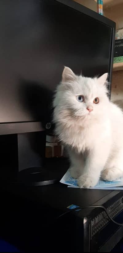 white persian cat odd eyes (blue+yellow)
