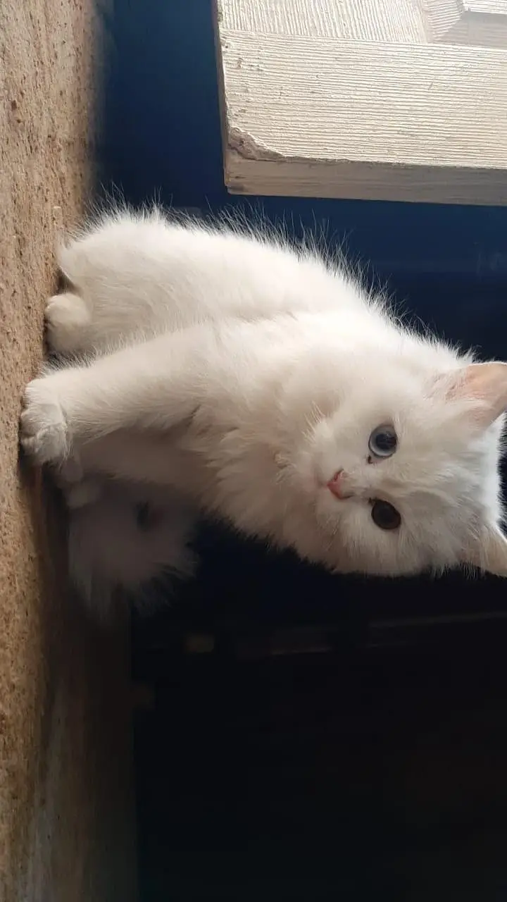 white persian cat odd eyes (blue+yellow) — photo 2