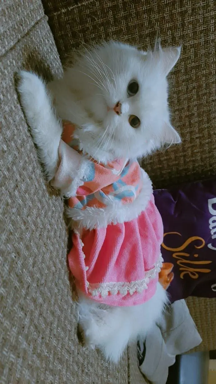 white persian cat odd eyes (blue+yellow) — photo 3