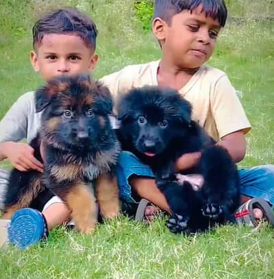 German Shepherd Puppies Good Quality 