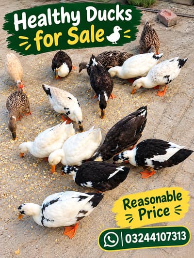 Healthy Ducks for Sale – | Reasonable Price