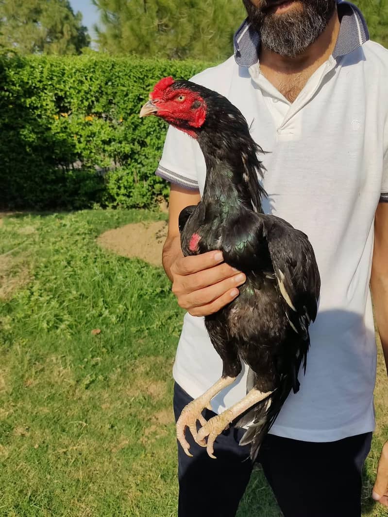 Top quality Lassani patha 0