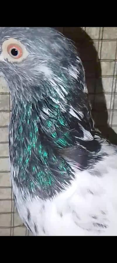 Tasweer wala reeder pair for sale
