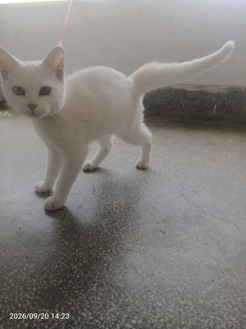 sweetu — photo 2