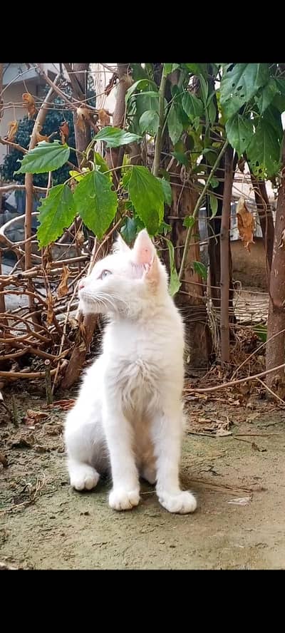 white Persian mix kittens Blue eyes