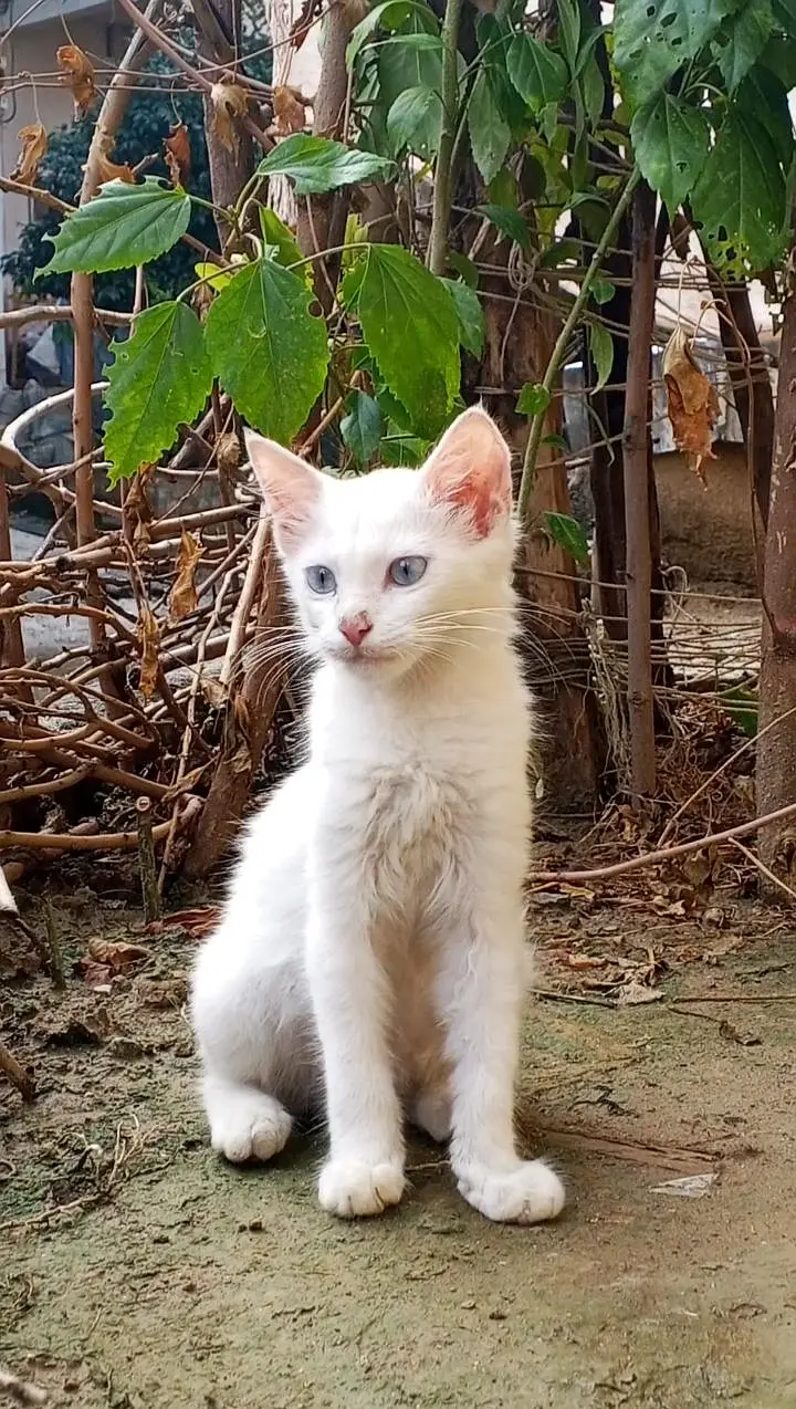white Persian mix kittens Blue eyes — photo 2