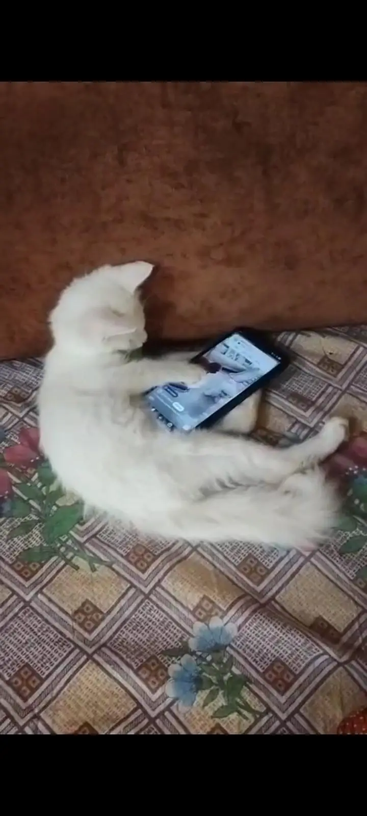white Persian mix kittens Blue eyes — photo 3