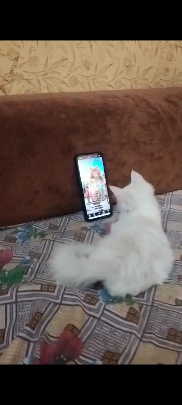 white Persian mix kittens Blue eyes — photo 4