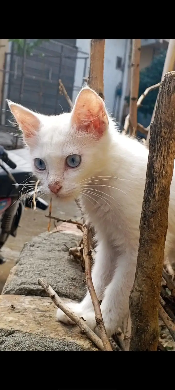 white Persian mix kittens Blue eyes — photo 5