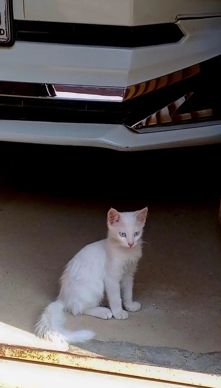 white Persian mix kittens Blue eyes — photo 6