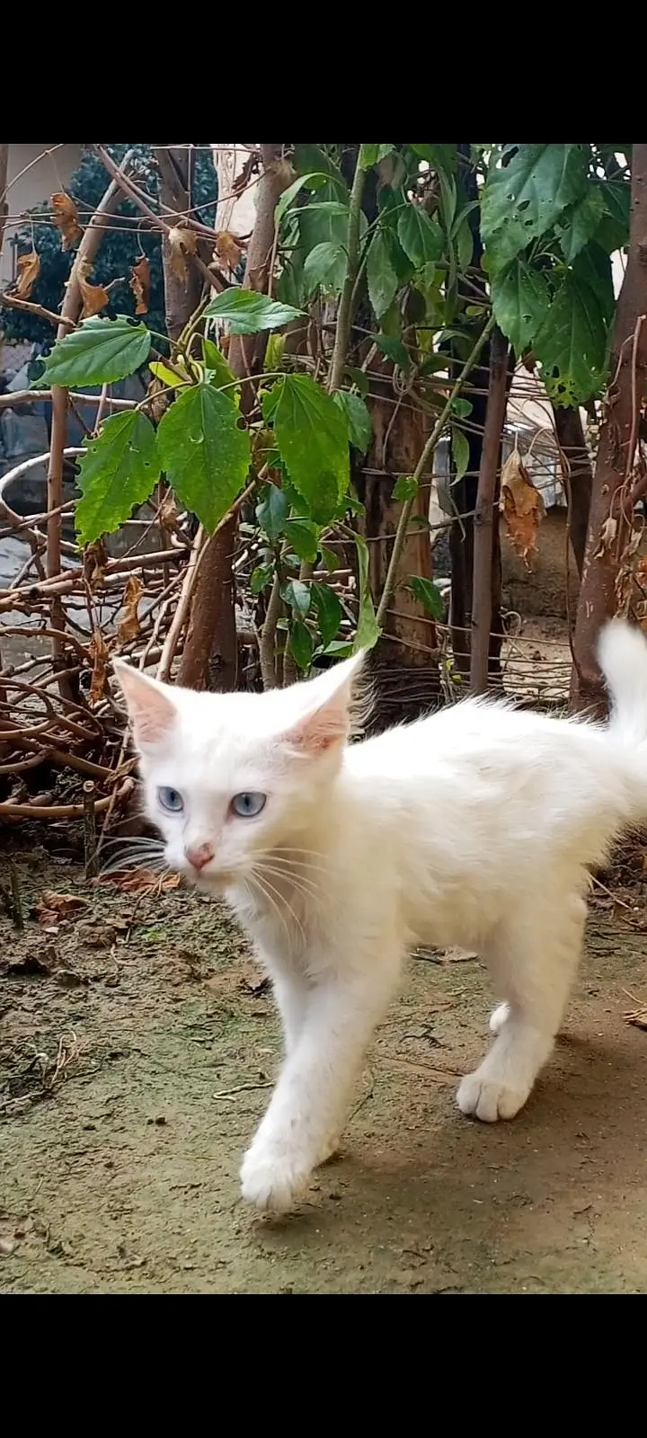 white Persian mix kittens Blue eyes — photo 7
