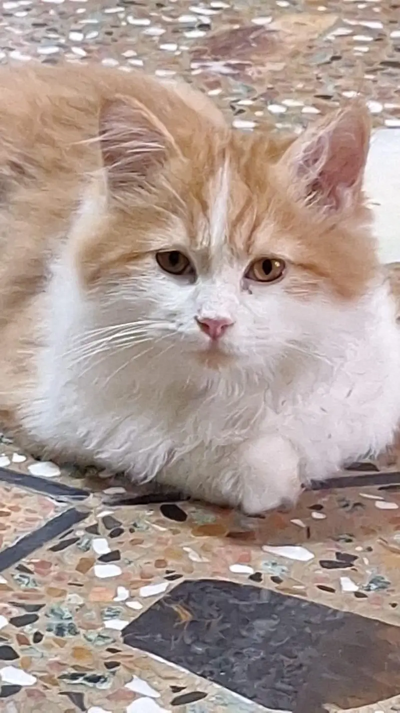 ginger Persian male