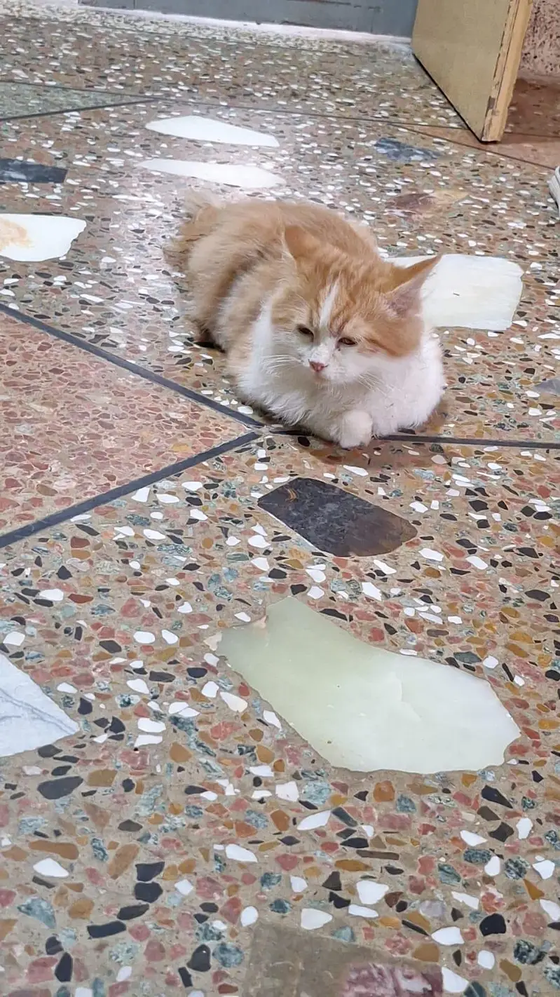 ginger Persian male — photo 2