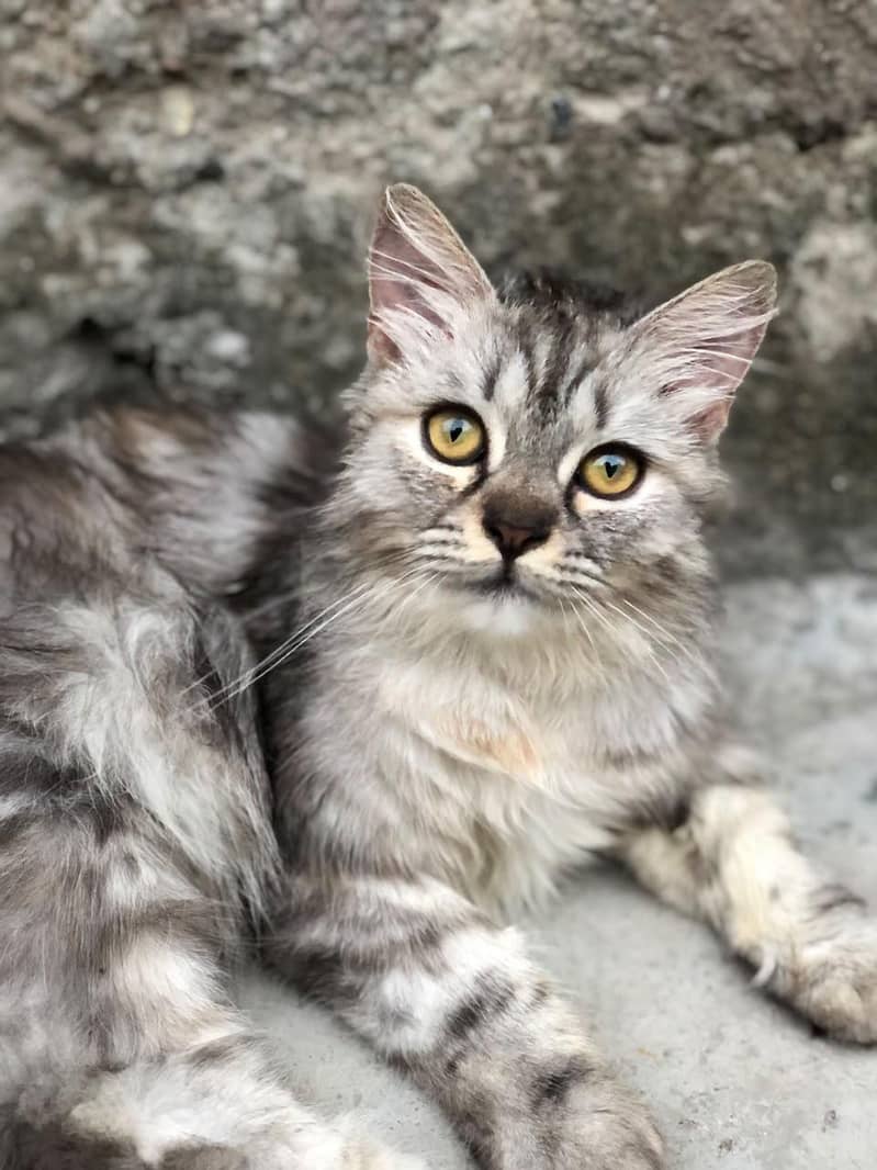 Persian cat 0