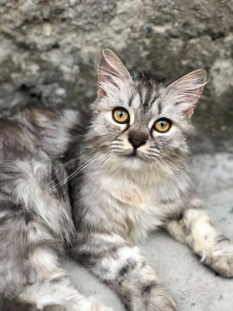 Persian cat