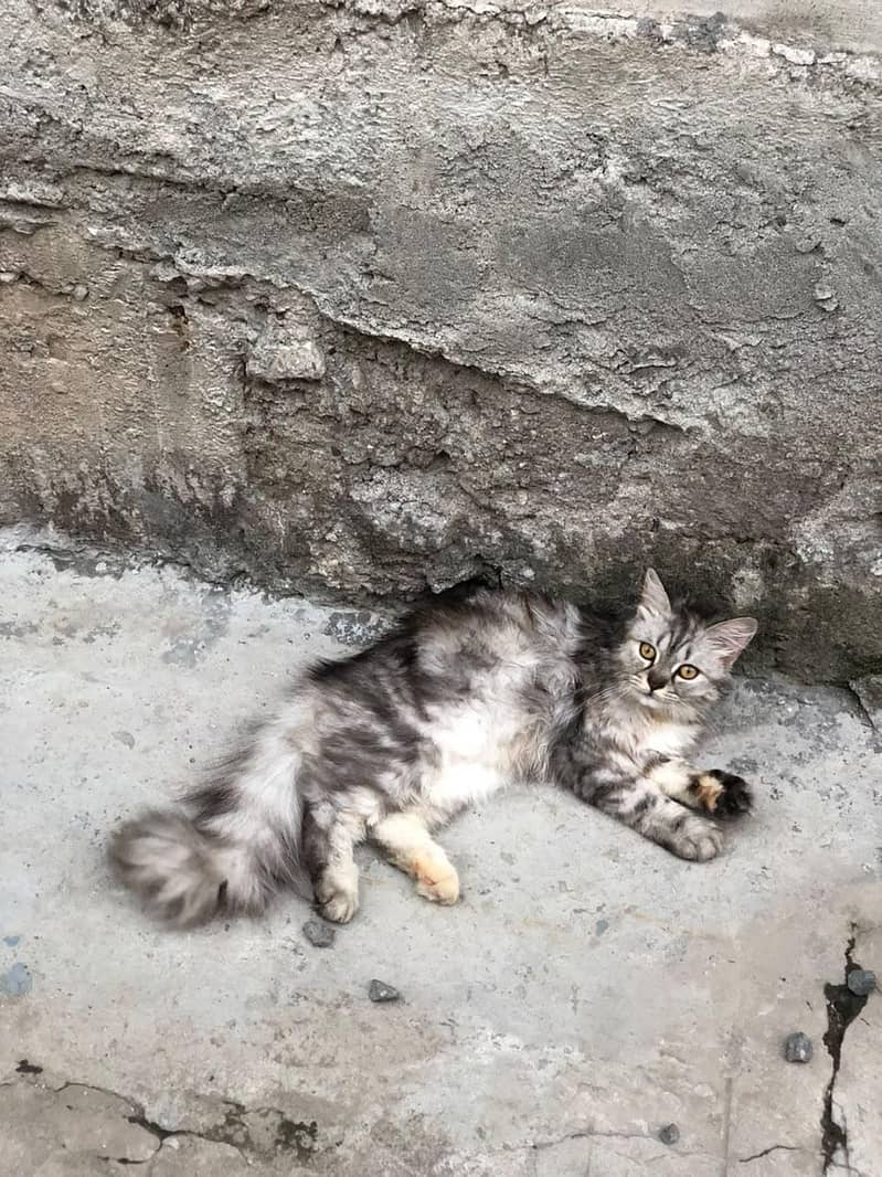 Persian cat 1