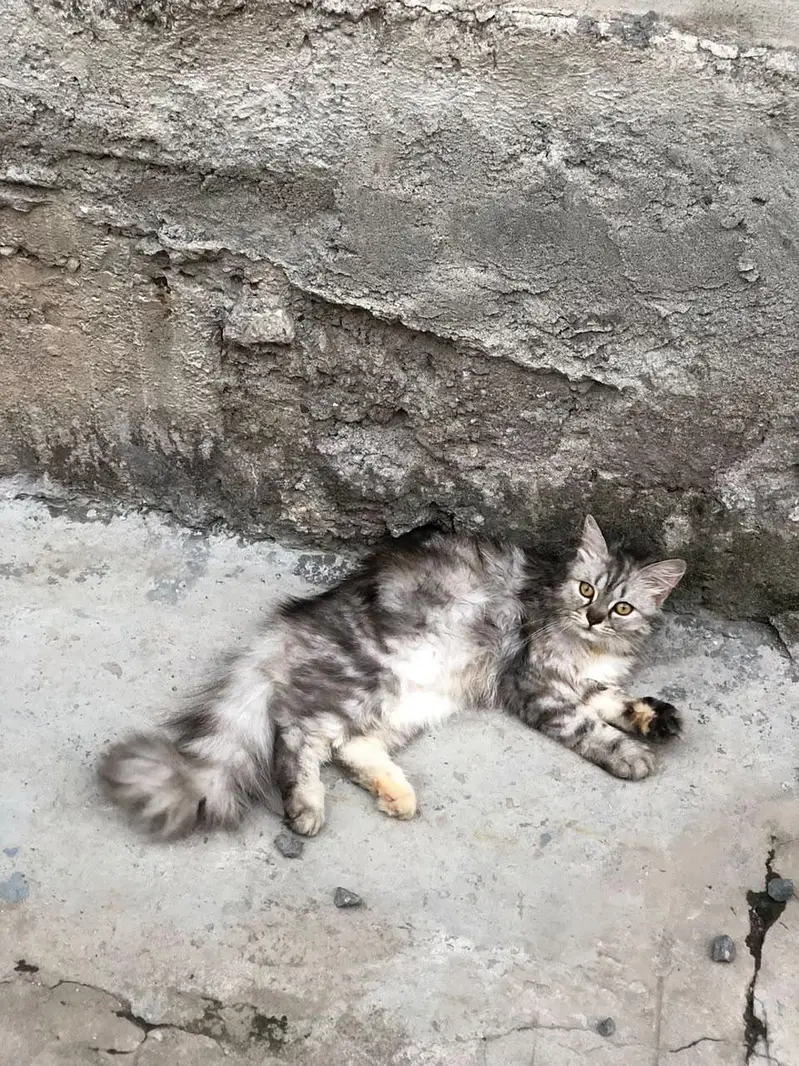 Persian cat — photo 2