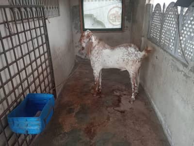 urgent sell krna hai contact 03232633788