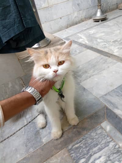 Persian cat