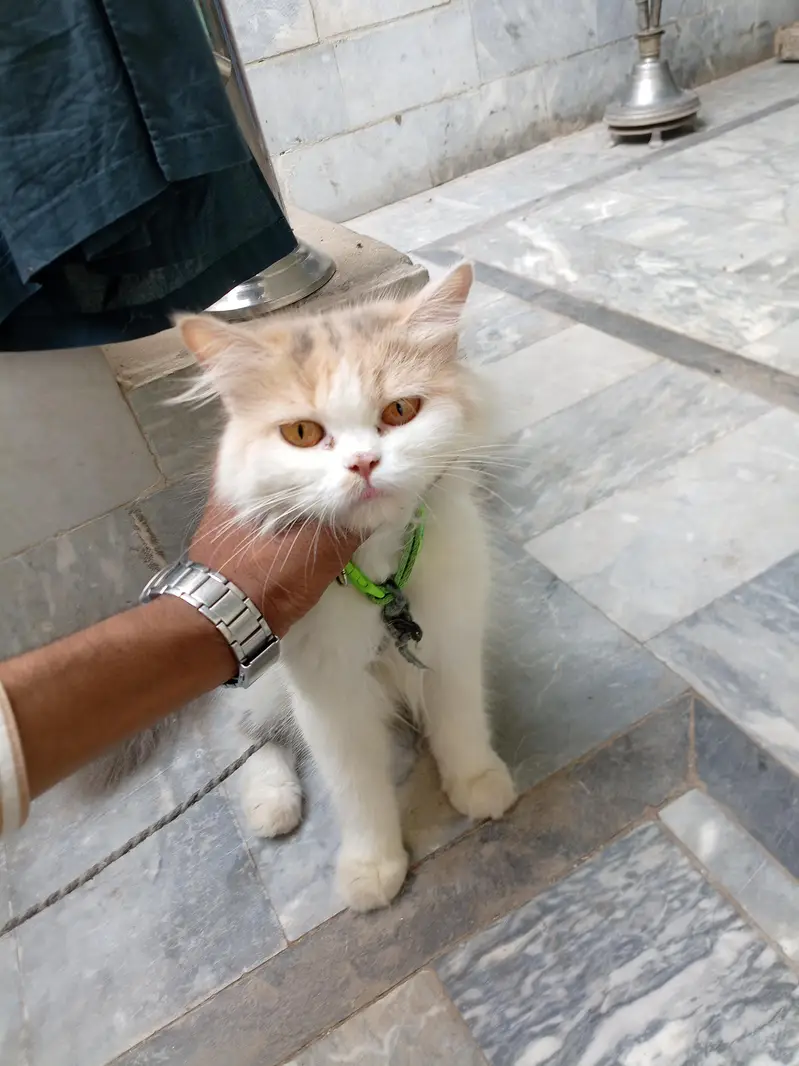 Persian cat