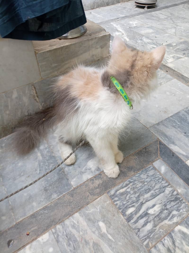 Persian cat 1