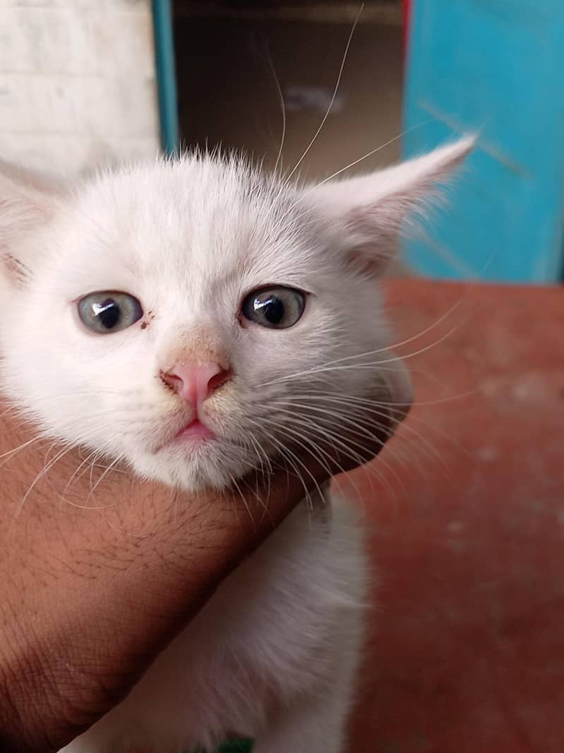 Persian cat 2