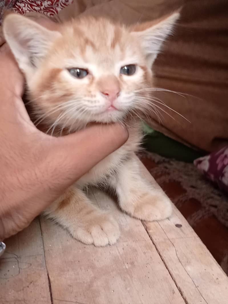 Persian cat 3