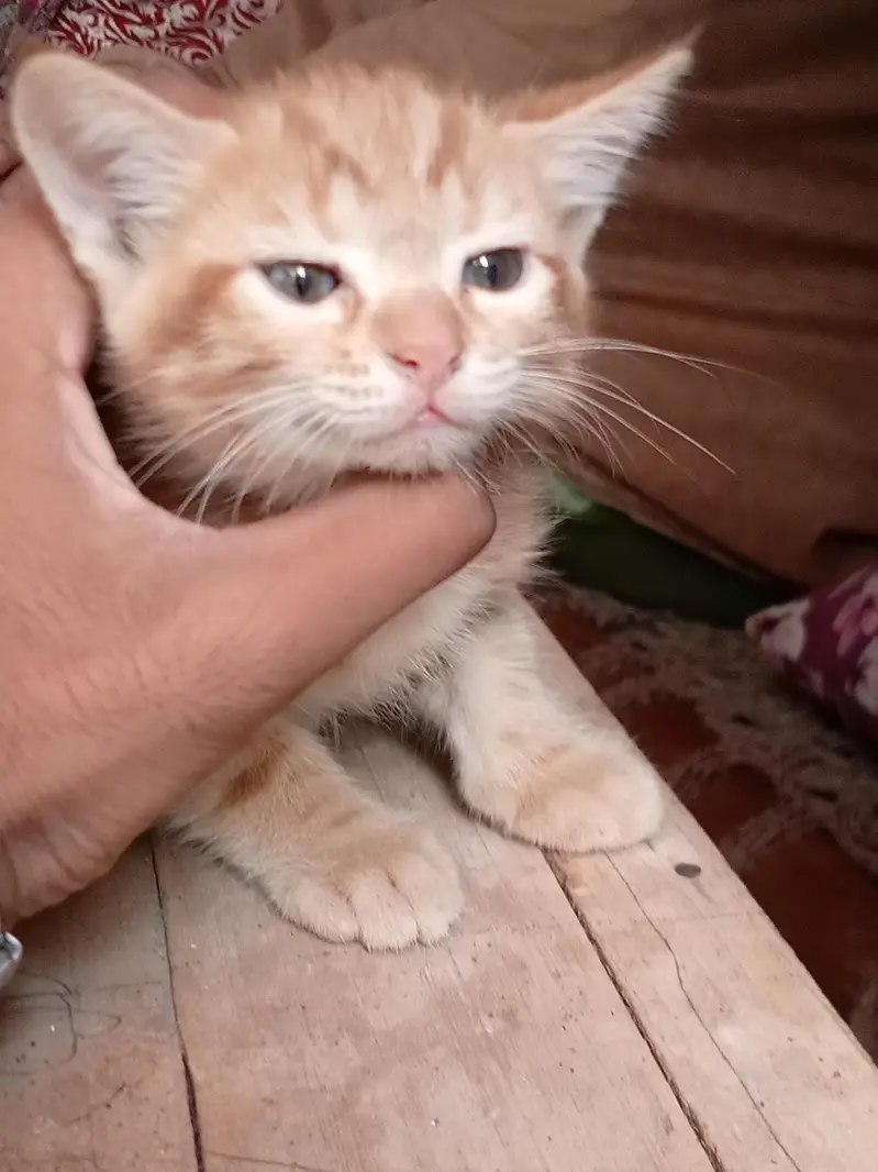 Persian cat — photo 4