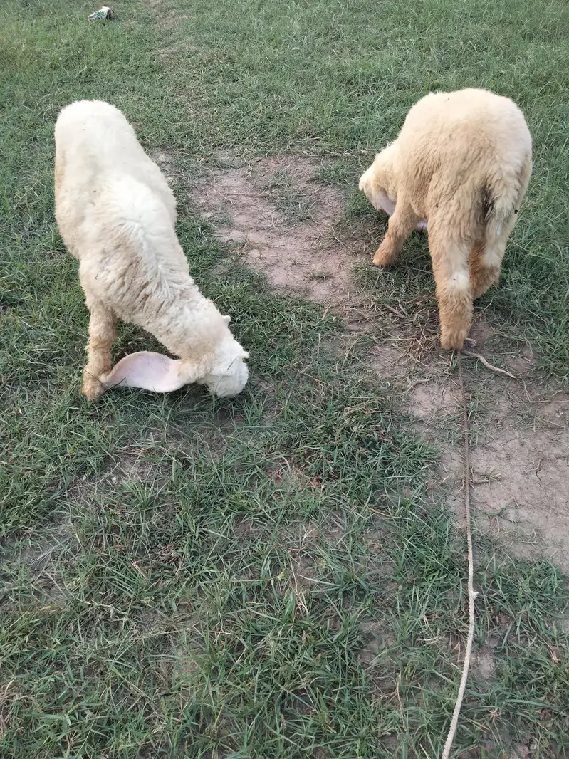 Sargodha breed Sheep for sale