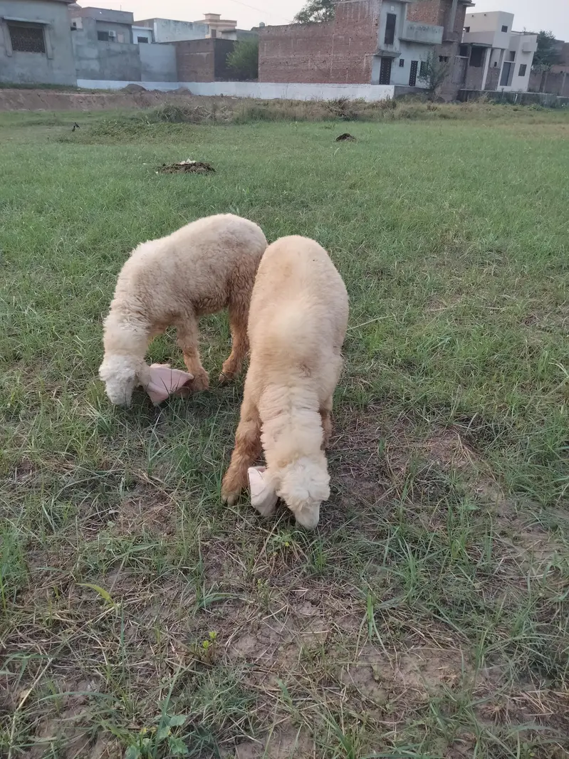 Sargodha breed Sheep for sale — photo 2