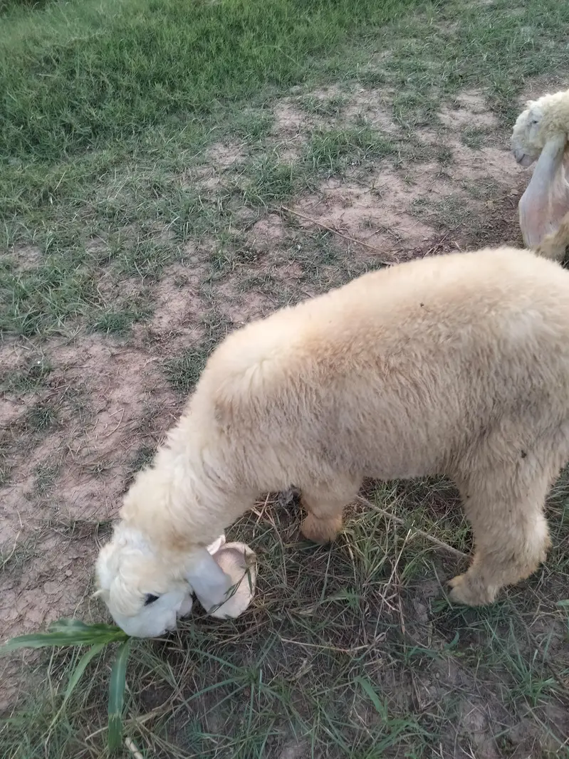 Sargodha breed Sheep for sale — photo 3