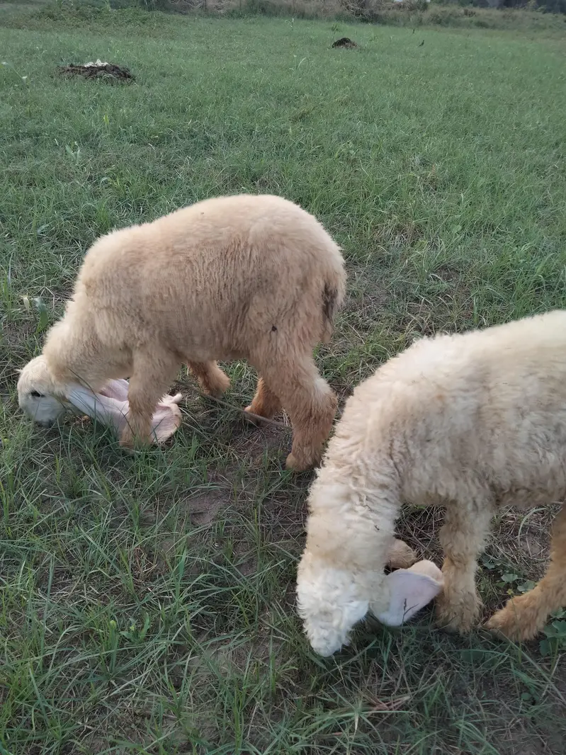 Sargodha breed Sheep for sale — photo 4