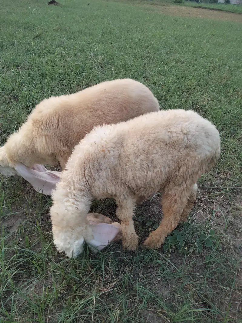 Sargodha breed Sheep for sale — photo 5