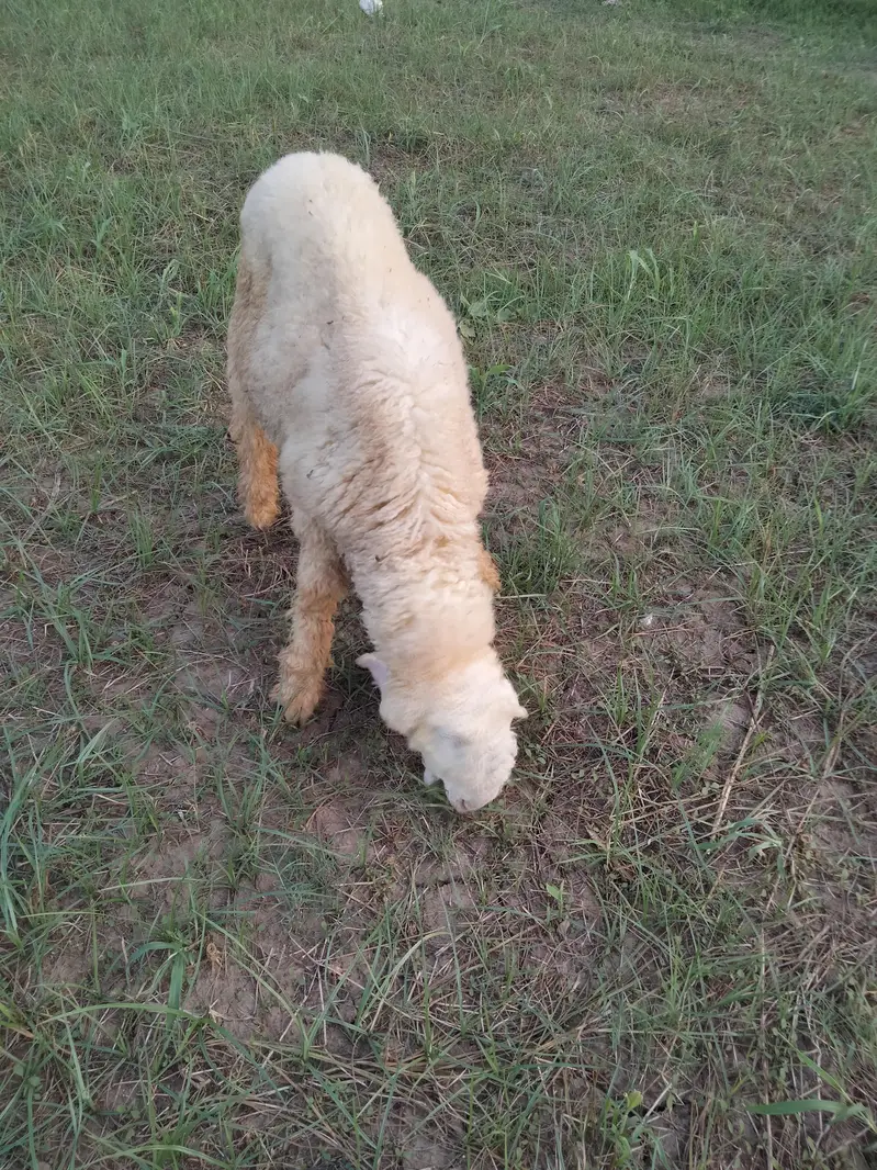 Sargodha breed Sheep for sale — photo 6