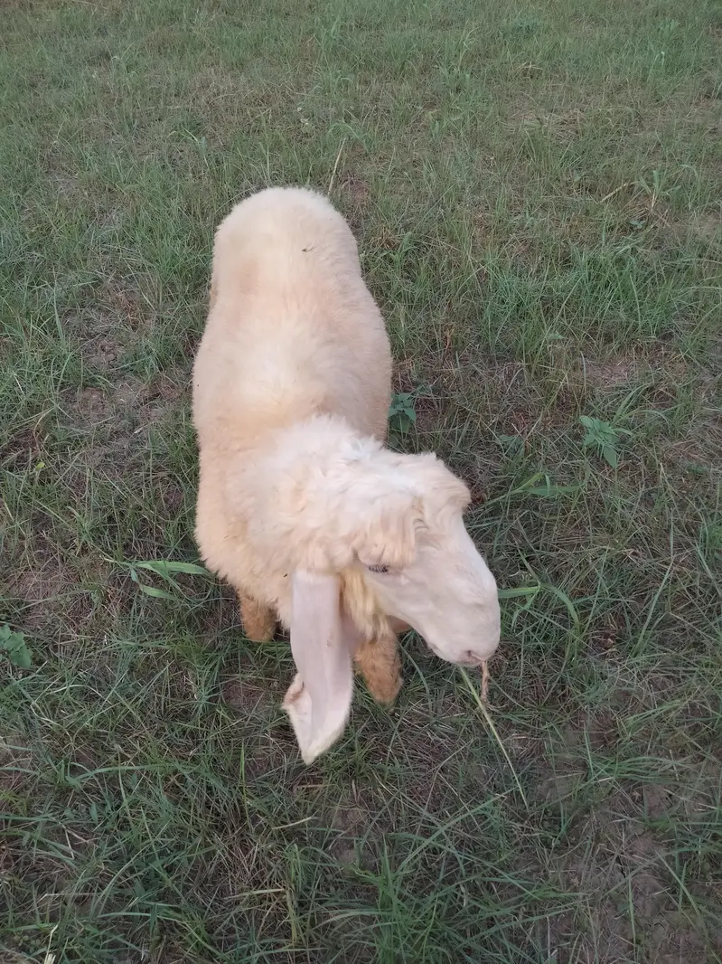 Sargodha breed Sheep for sale — photo 7