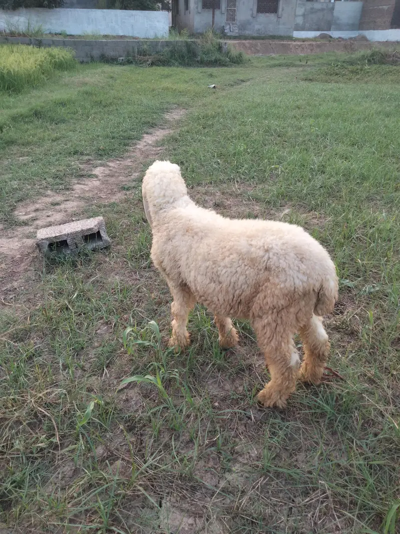 Sargodha breed Sheep for sale — photo 8