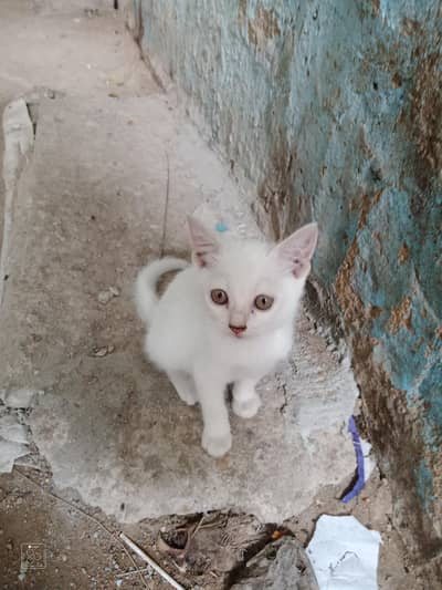 domestic Kitten